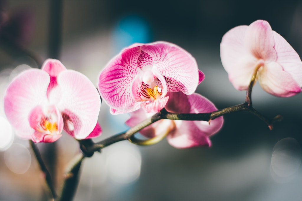 5 Care Tips for Helping Your Orchids Survive and Thrive